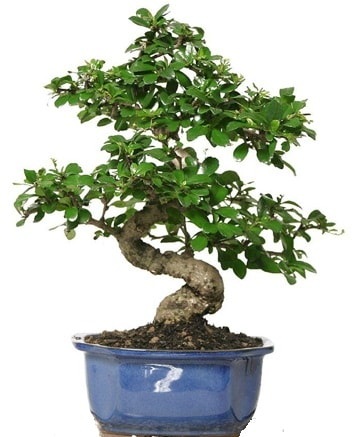 21 ile 25 cm arası özel S bonsai japon ağacı  Malatya internetten çiçek satışı 