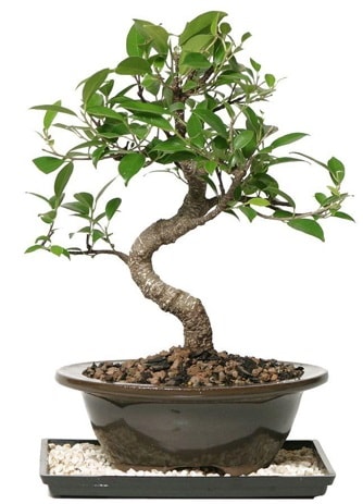 Altın kalite Ficus S bonsai  Malatya internetten çiçek satışı  Süper Kalite