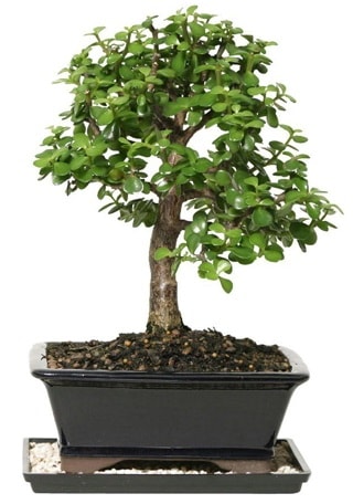 15 cm civarı Zerkova bonsai bitkisi  Malatya cicekciler , cicek siparisi 